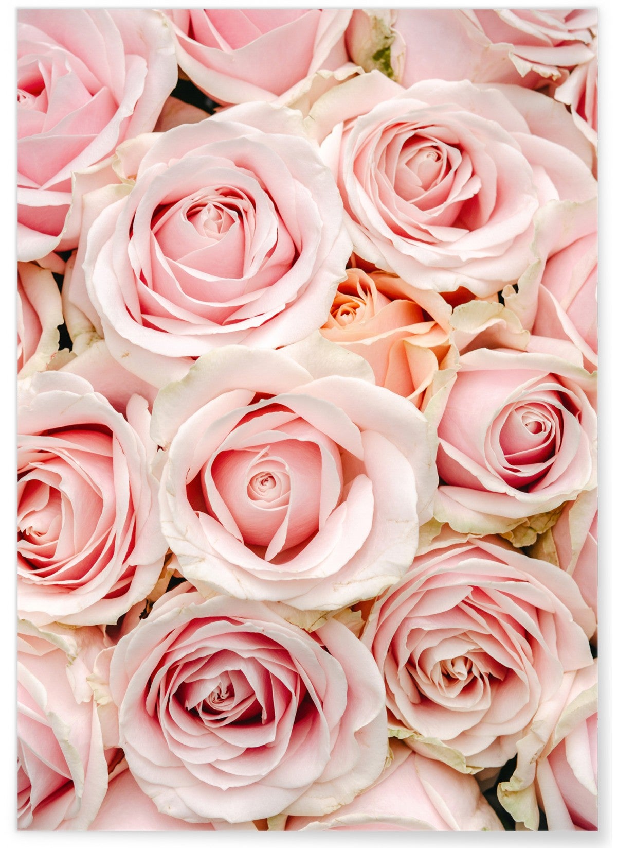 Affiche nature roses format a3 leroy merlin