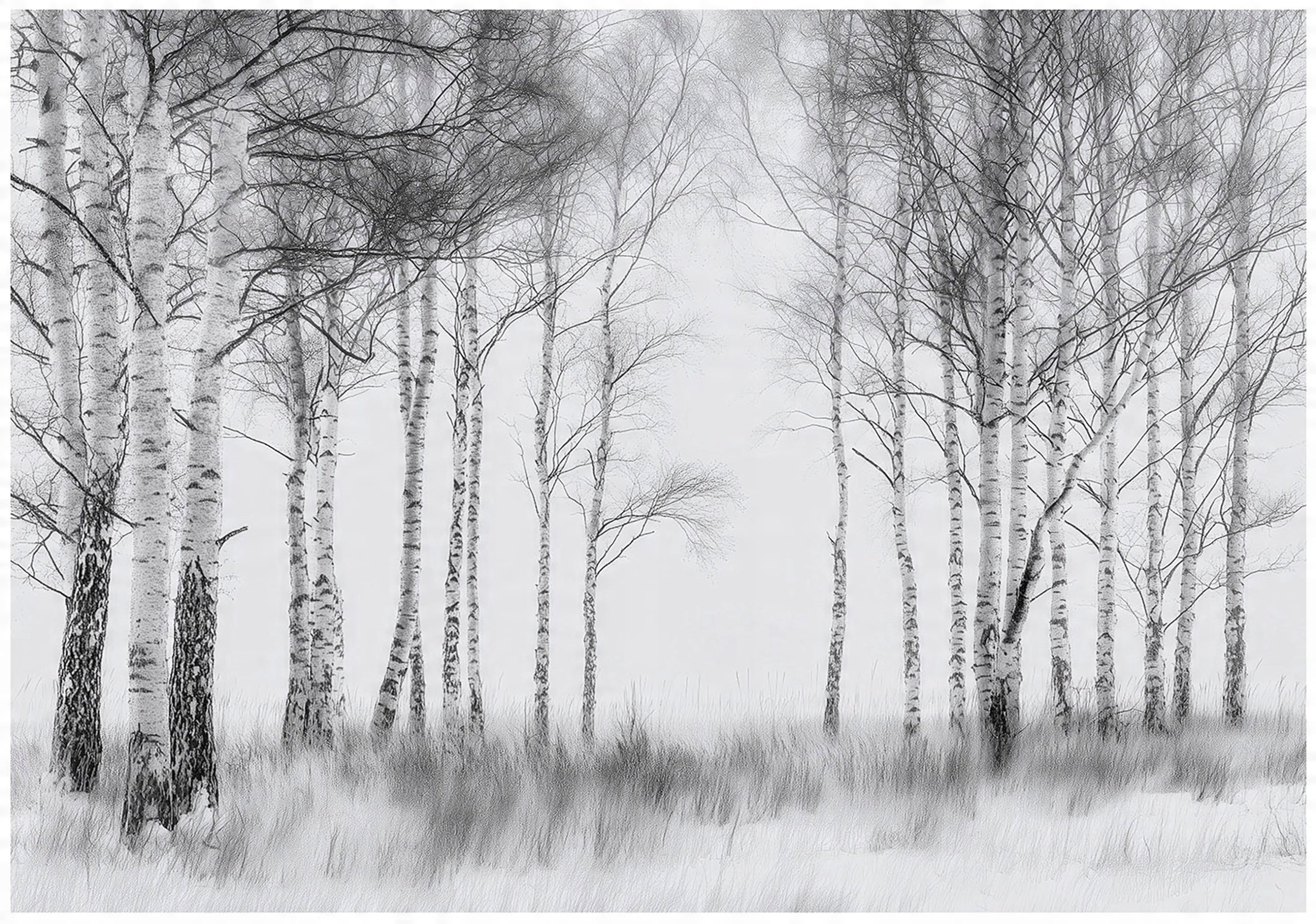 Papier Peint Panoramique Arbre Noir Et Blanc Papier Peint Noir et blanc Forêt Arbres Nature Panoramique Intissé Pour