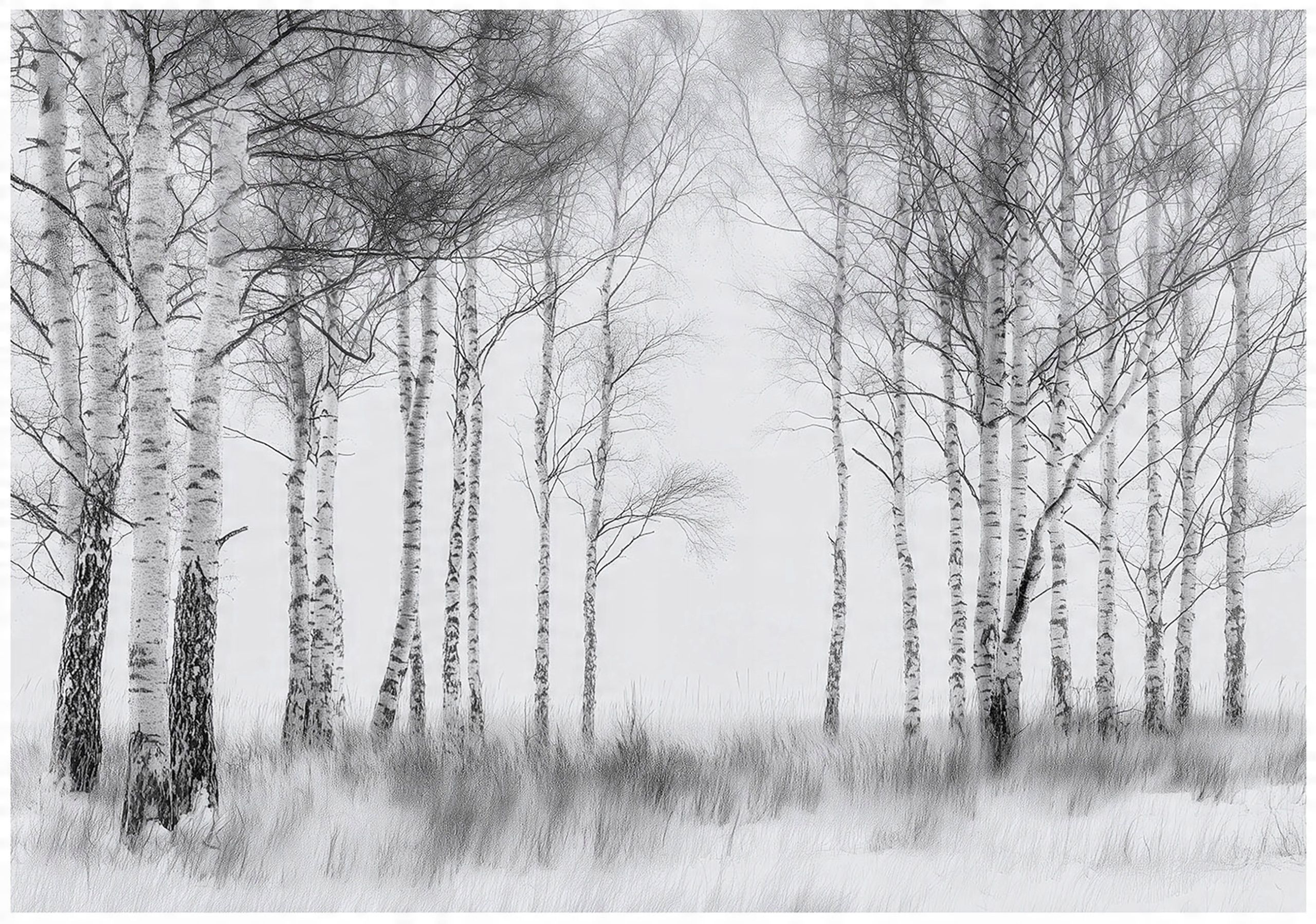 Papier Peint Noir et blanc Forêt Arbres Nature Panoramique Intissé Pour