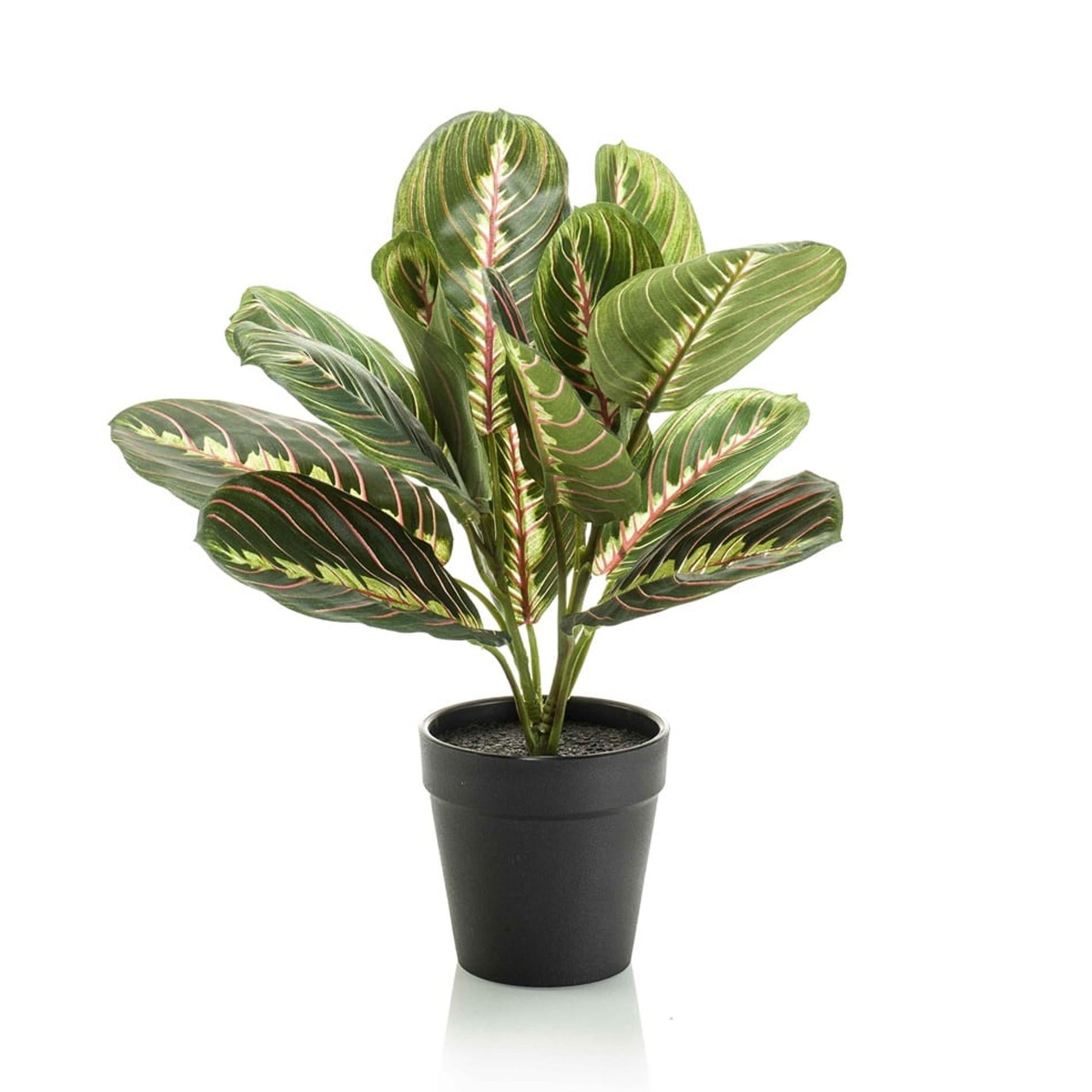 Sztuczna Maranta zielona - 30 cm - Czarna doniczka