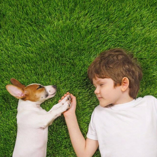 Césped Artificial rollo 2x5m| Mullido 40mm PREMIUM| Suave| Terraza-Jardín. Apto para Mascotas y Niños| 16.800 puntadas| Ignífugo-Drenaje Eficaz
