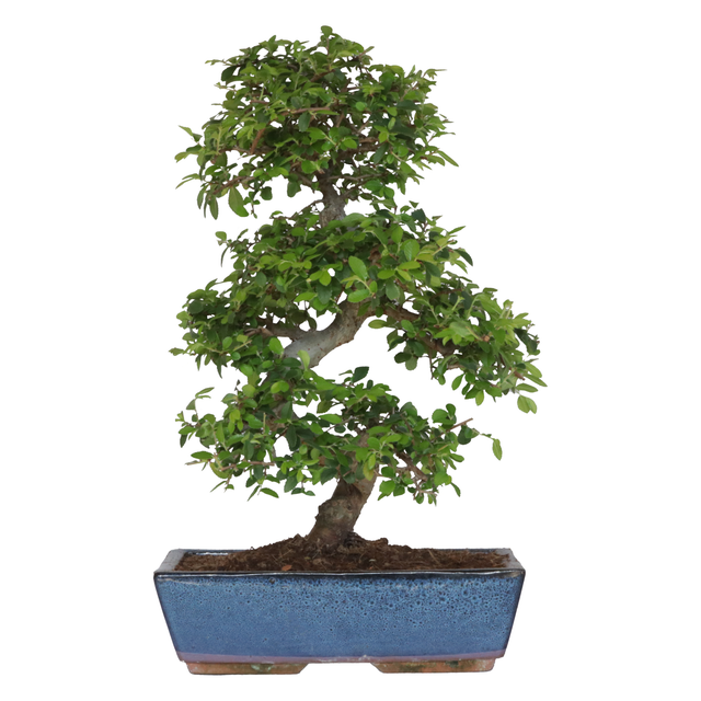 KENTIS - Bonsai di Zelkova Olmo Giapponese - Bonsai Pianta Vera da Interno e Esterno - H 45/55 cm Vaso in Ceramica Ø 27,5 cm