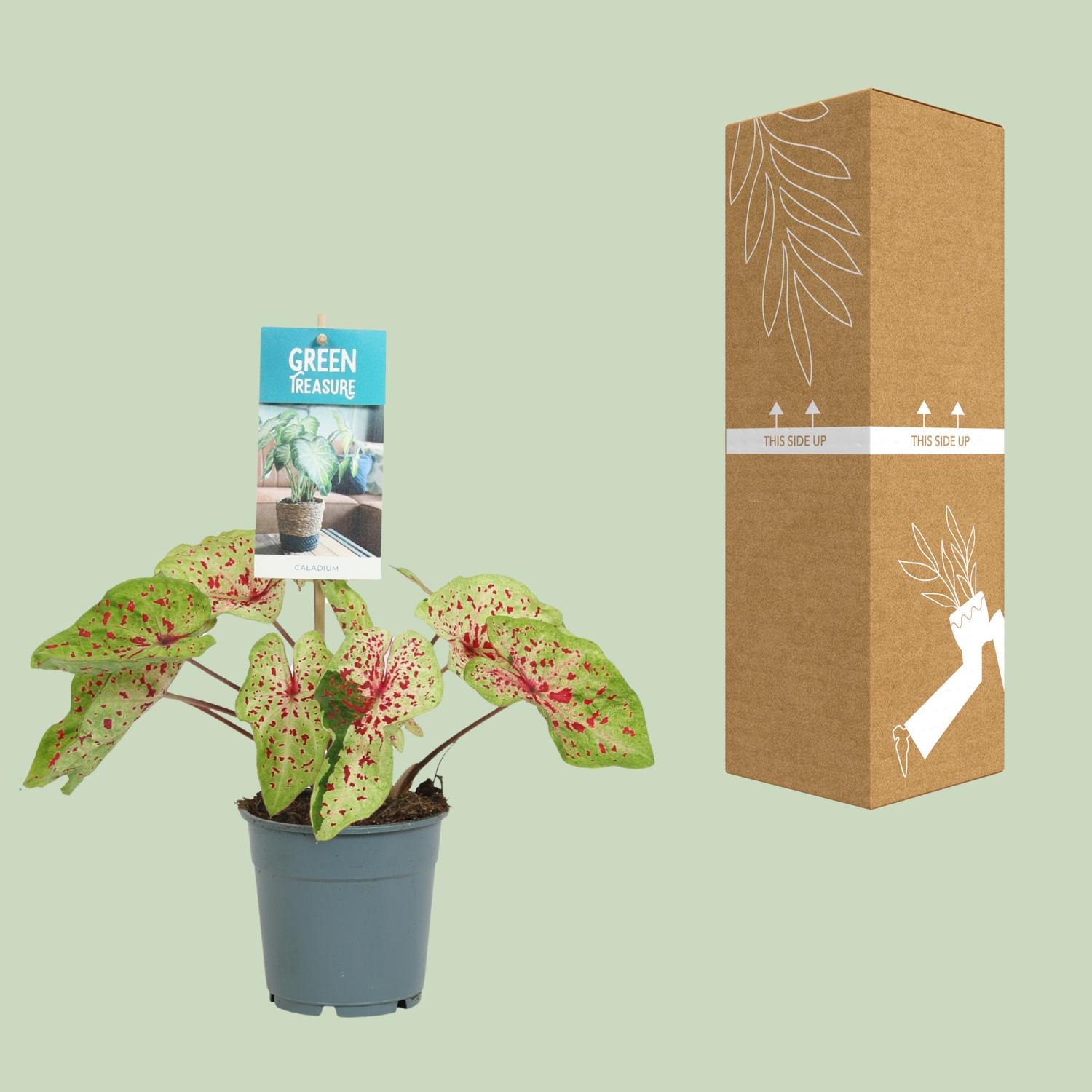 Caladium Miss Muffet - Pianta da interno con fogliame variegato Ø12cm ↕25cm – MOSELOTA Green - 3