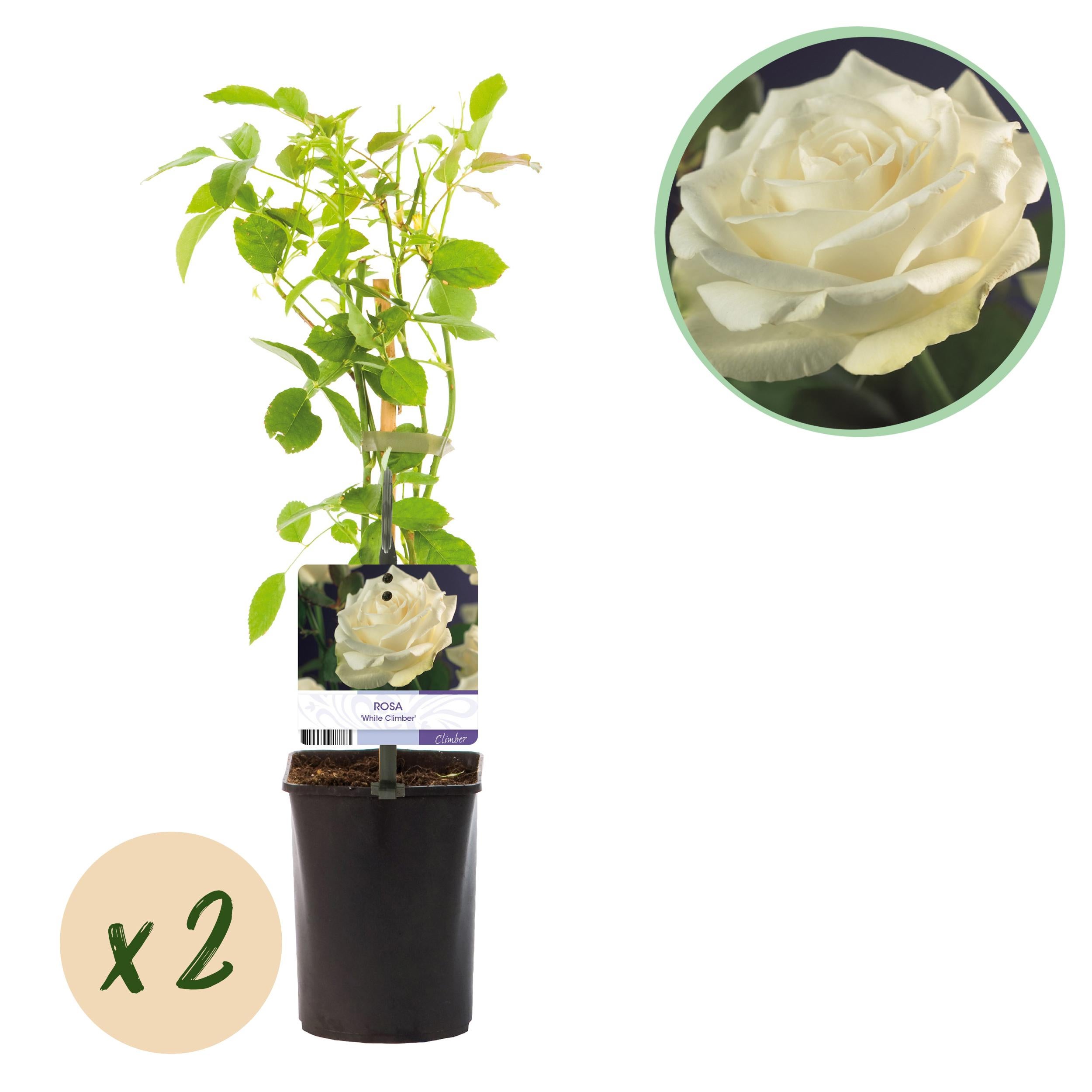 Green boutiQ – Róża Pnąca Rosa White Climber – 2 rośliny – Kwiaty białe – Niska pielęgnacja – Doniczka 11 cm – Wys 40 cm