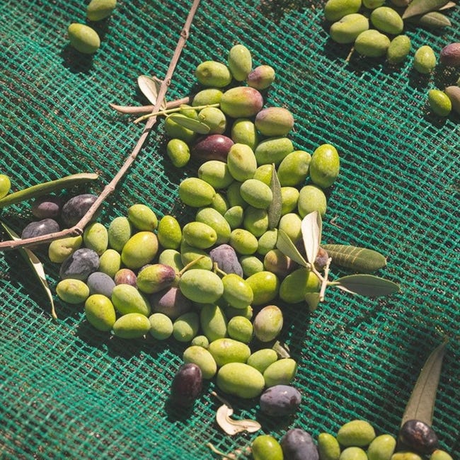 Filet De Récolte Pour Olives - Modèle Pugliese Antiépines, 10x10 M, Polyéthylène 90 G/m² | Ouverture Latérale, œillets Renforcés