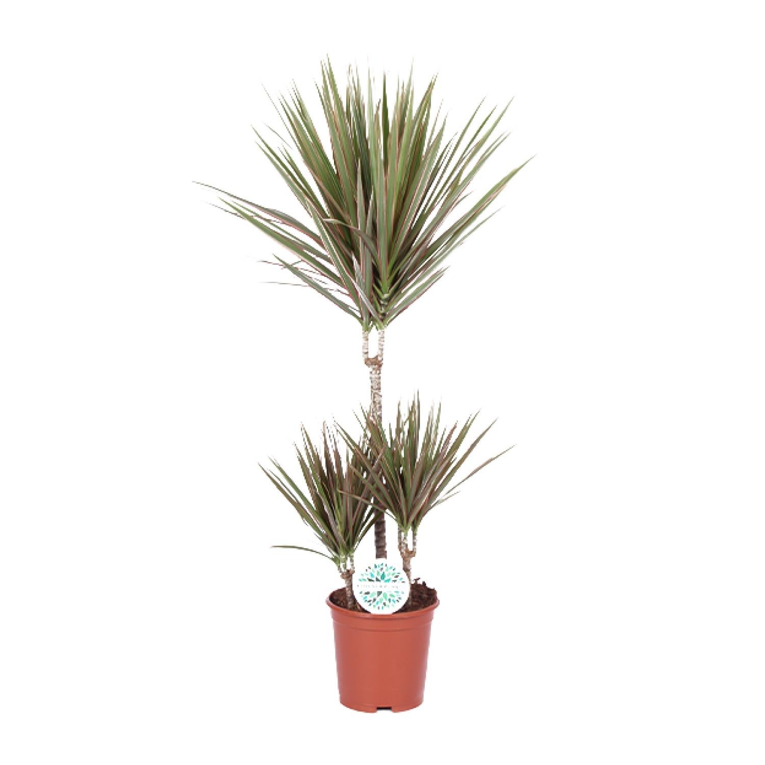 Dracaena Bicolor - Roślina doniczkowa Dragontree - Zielono-żółte liście - Doniczka Ø21cm - Wysokość 95cm