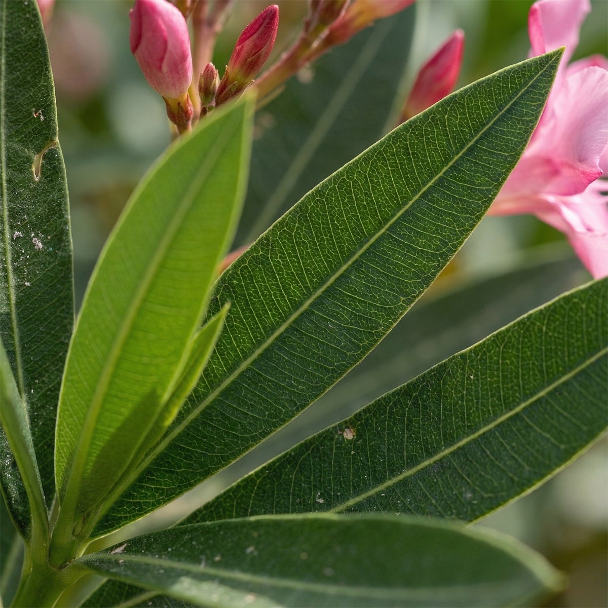 Laurier-rose (Nerium oleander) - Fleurs roses - Plantes jardin - Plantes terrasse - P. 26&nbsp;cm - 6