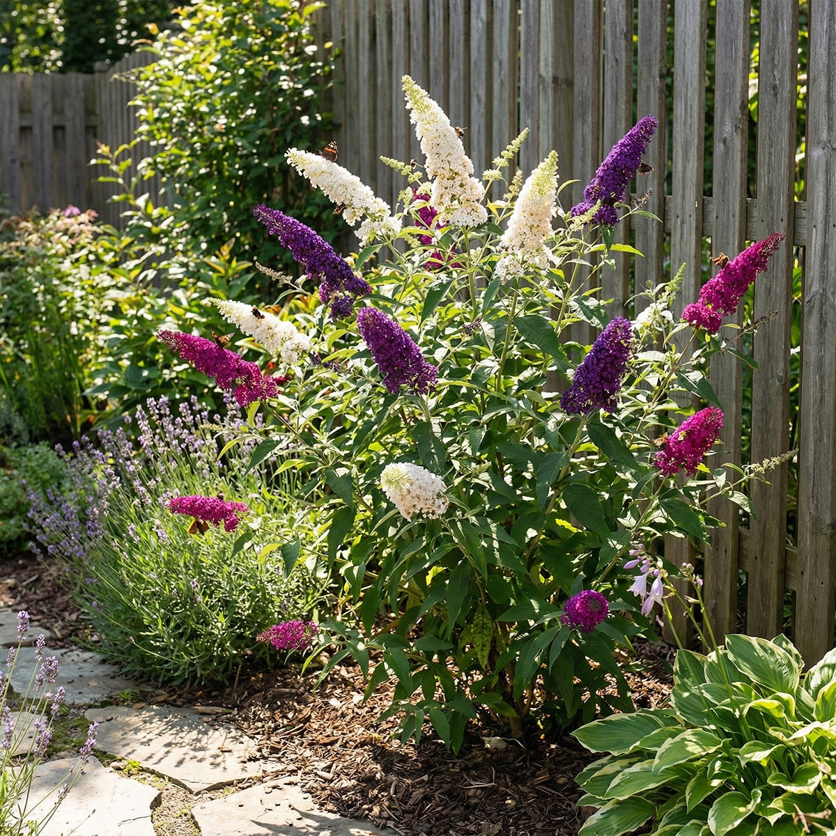 Buddleja Davidii Tricolor - Fleurs tricolores - Arbre aux papillons - H. 30-40 cm - P. 17 cm - 3