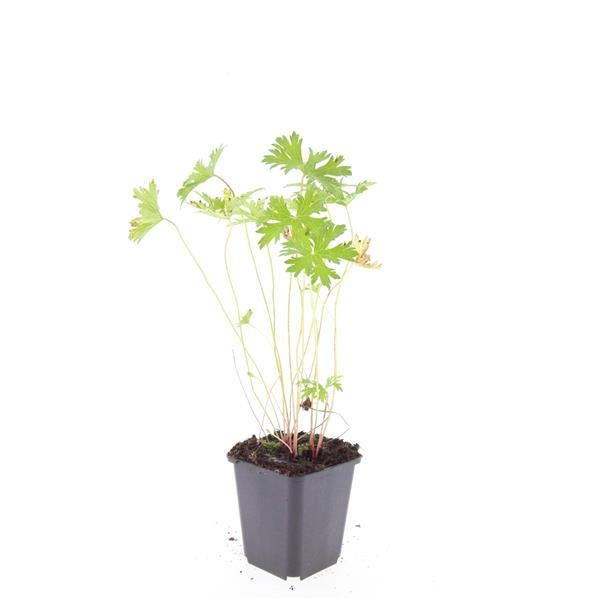 24x Plante Geranium 'Johnson's Blue' - ↕10-25cm (hauteur) - Ø9cm (diamètre)– ComfortXL Green - 5