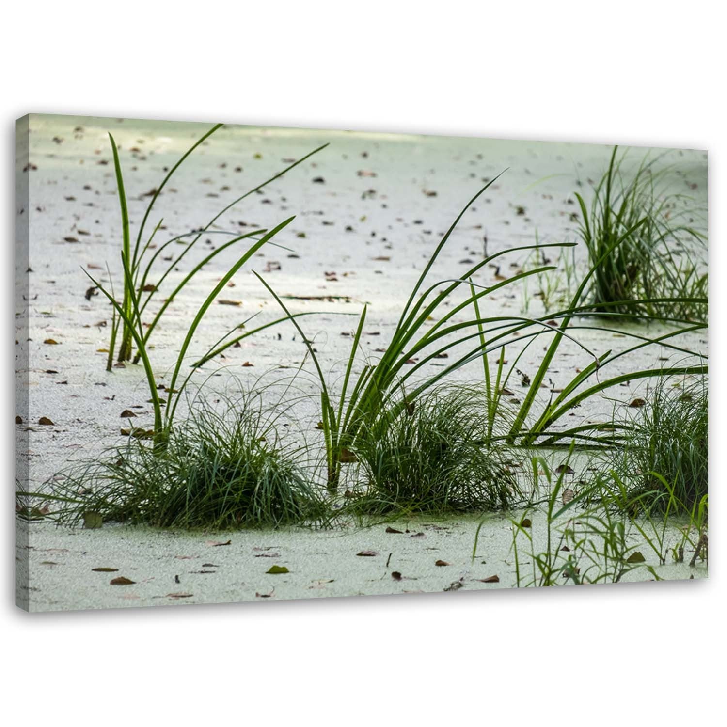 Obraz na płótnie, Trawa wydmy piasek plaża 100x70