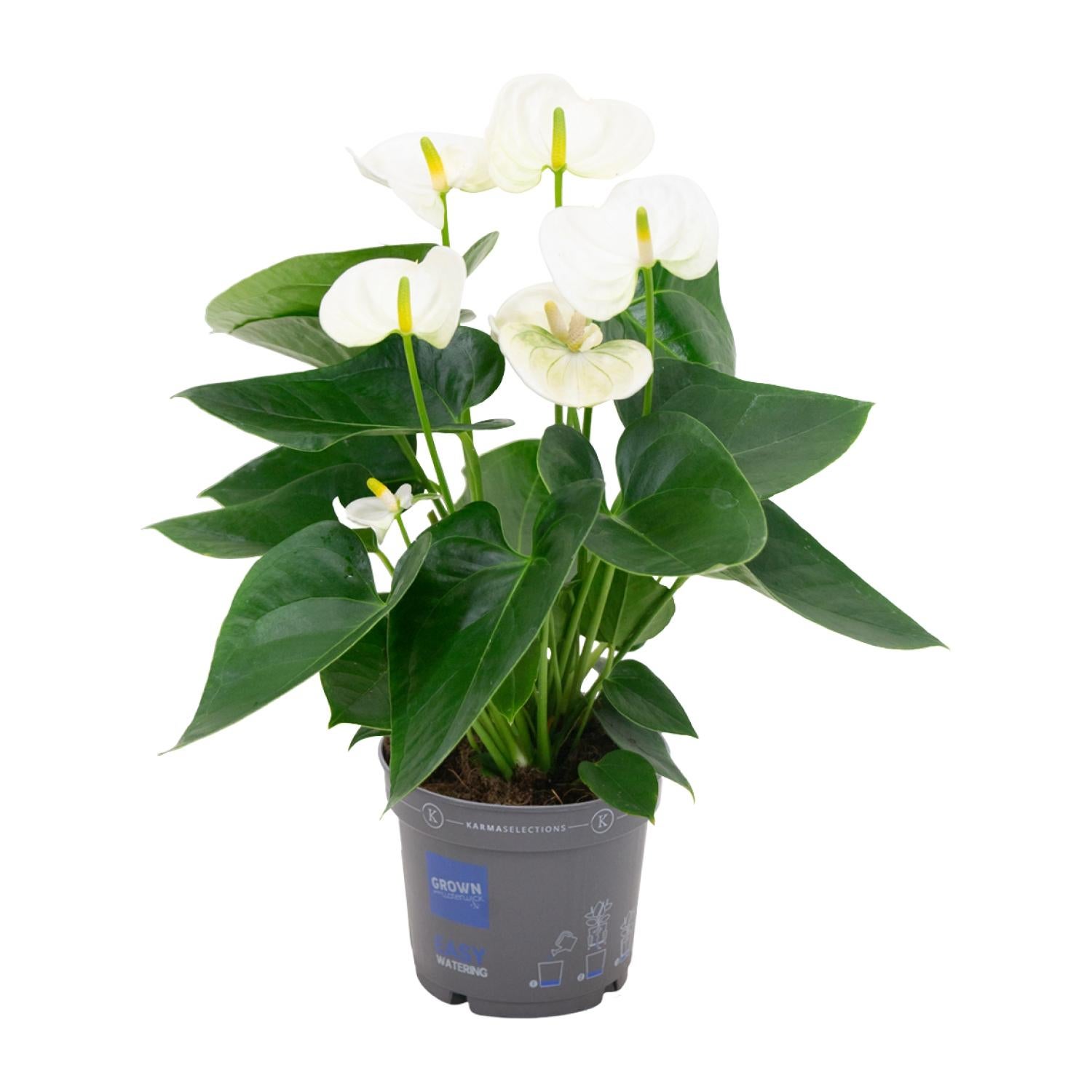 Anthurium Karma White - Roślina Doniczkowa - Ø12cm - Wysokość 43cm
