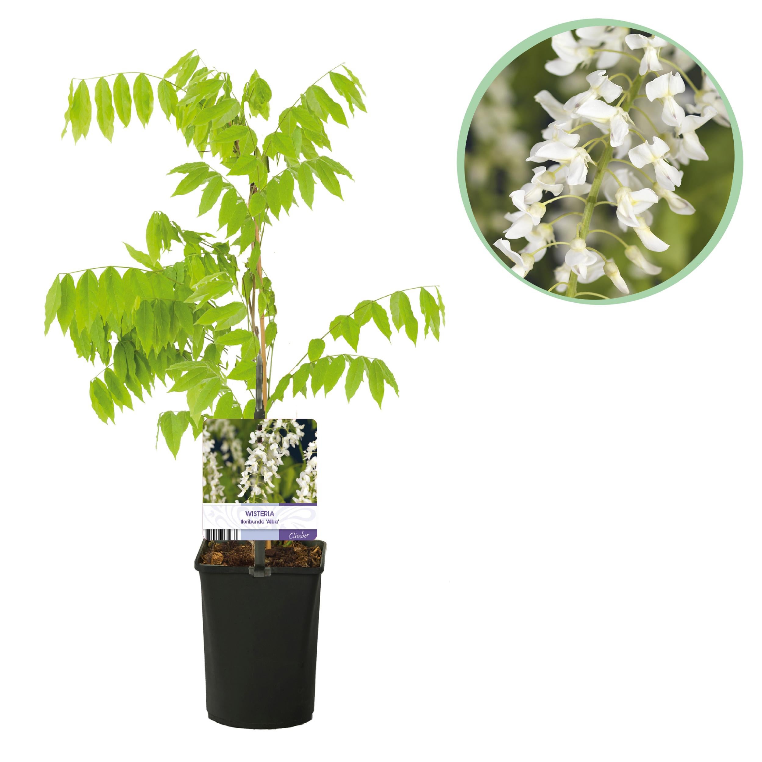 Green boutiQ – Wisteria Wisteria floribunda Alba – 1 roślina – Kwiat biały – Doniczka 11 cm – Wys 40 cm
