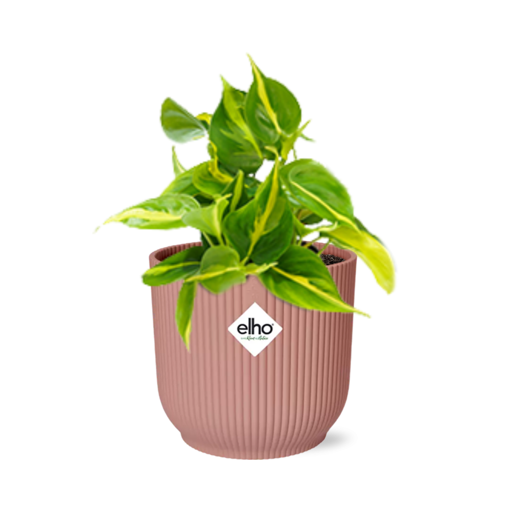 Philodendron Scandens ‘Brasil’ 14cm w doniczce ELHO Vibes Fold różowej – Roślina doniczkowa dekoracyjna
