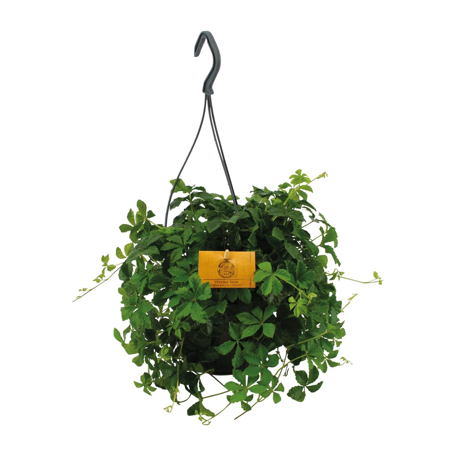 Parthenocissus Striata Wisząca - Winorośl Wirginijska łatwa w pielęgnacji - Doniczka 15 cm