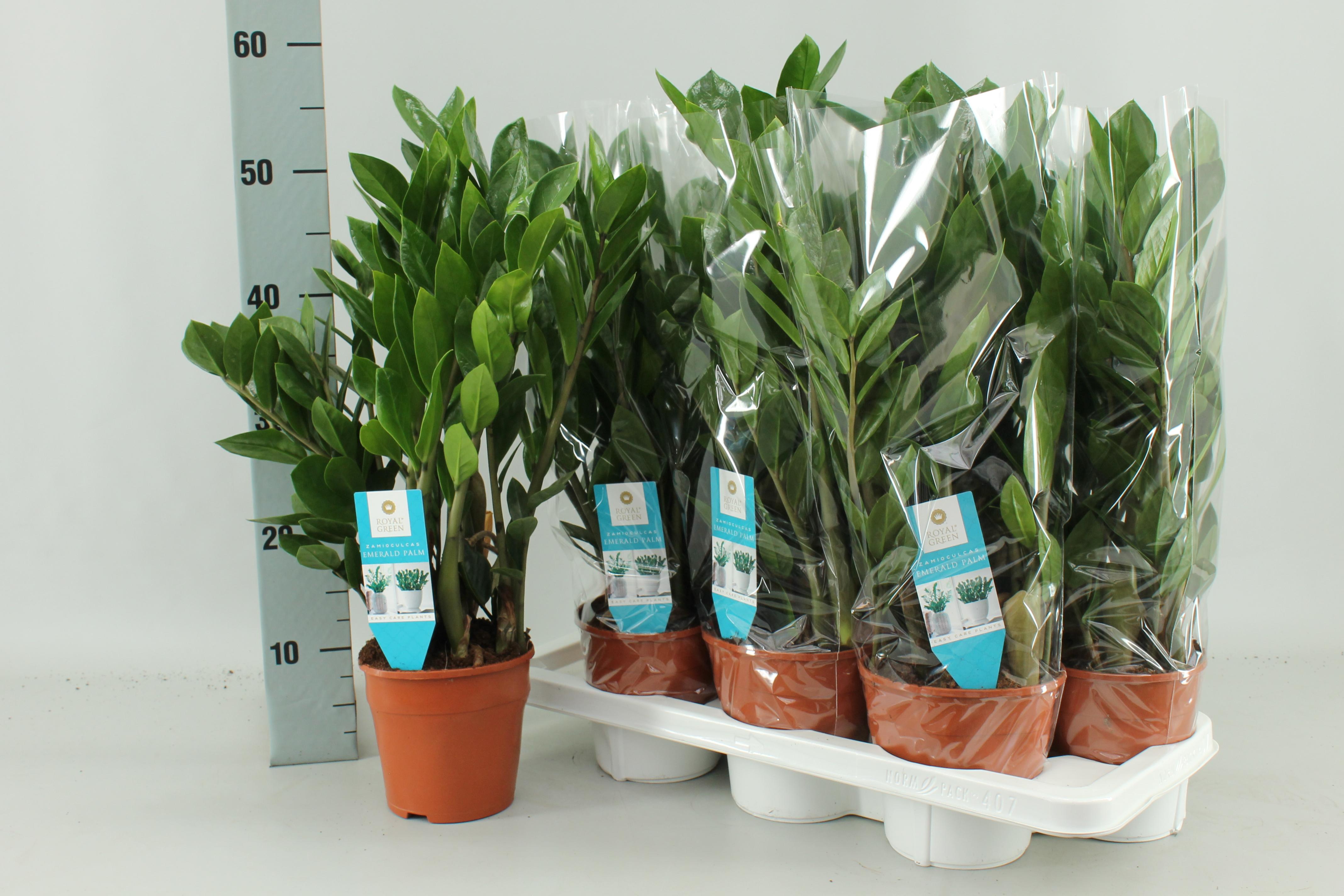 Zamioculcas Zamiifolia - Roślina doniczkowa łatwa w pielęgnacji - Doniczka Ø14cm - Wysokość 55cm