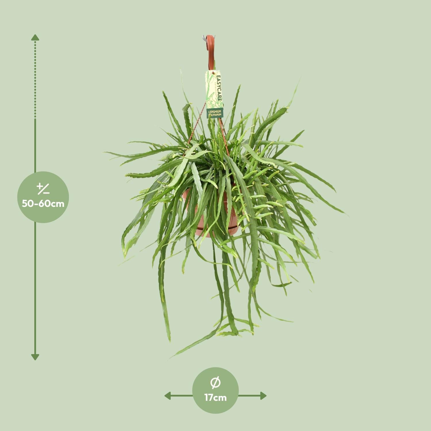 wolfsmilch kaktus umtopfen Wolfsmilch Kaktus (Euphorbia Acrurensis) online kaufen  MyZimmerpflanze.de