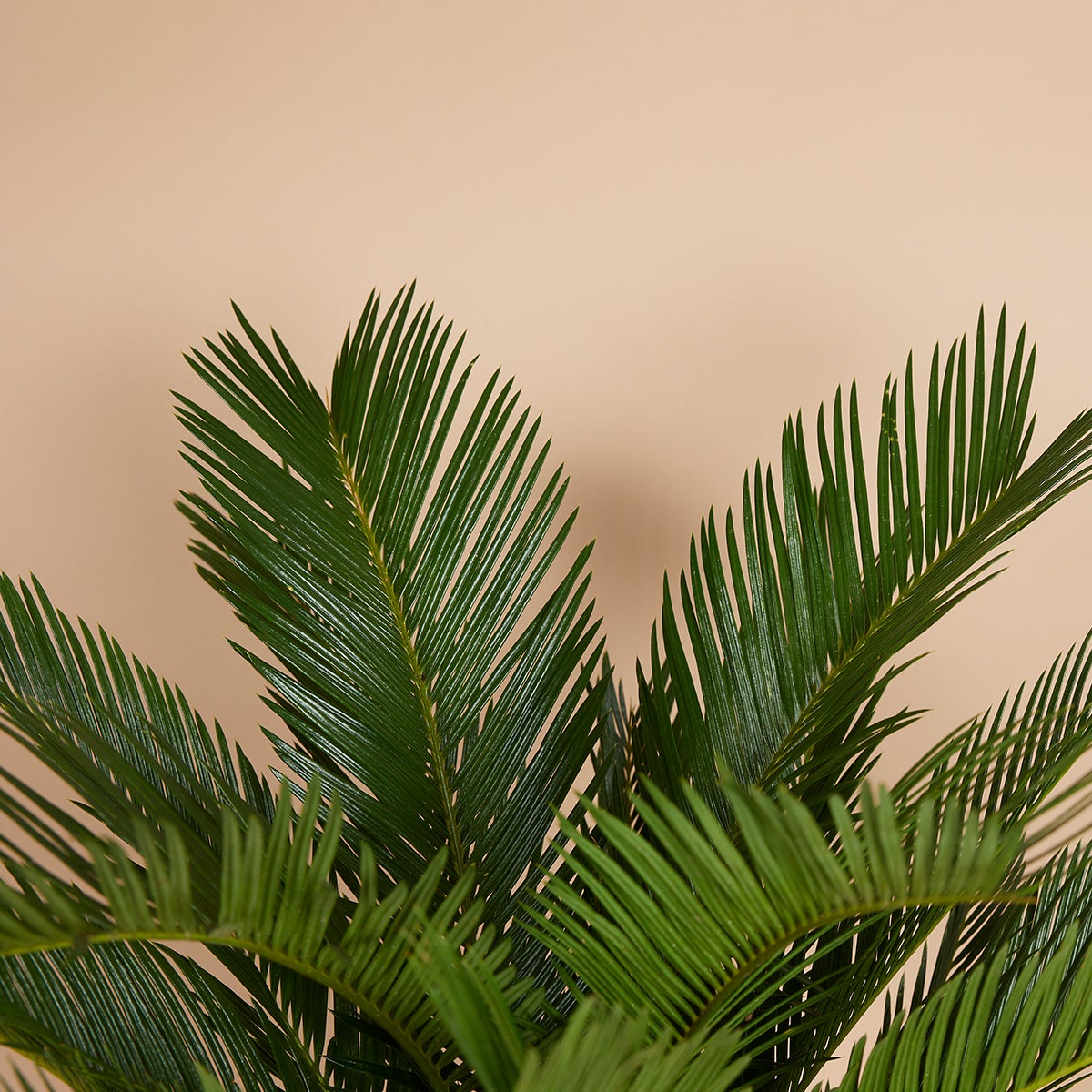 Cycas Revoluta - Palmier de la Paix - Sagoutier - Fougère Cycas - H. 40-50 cm - P. 15 cm - 4