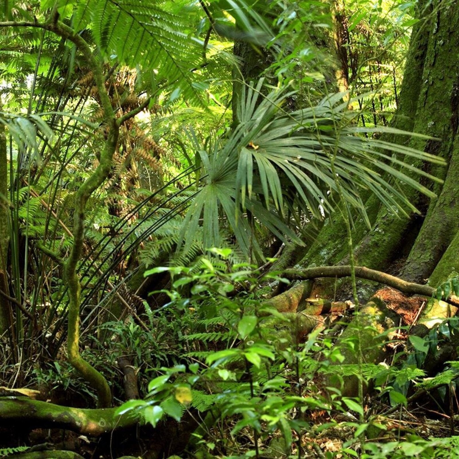 Tableau fenêtre, forêt tropicale - 120 x 80 cm - 3