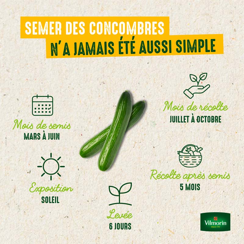 Concombre Marketer - 3