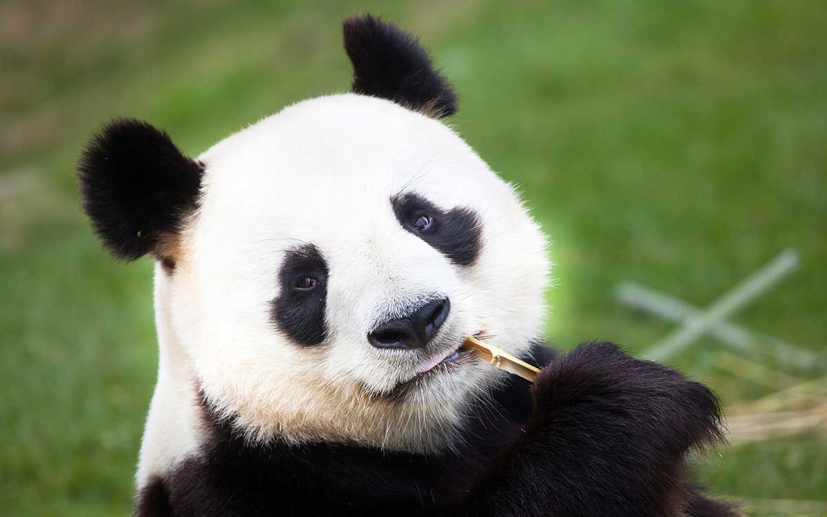 Pintura de animal delicadeza panda - 80x50 cm | Leroy Merlin