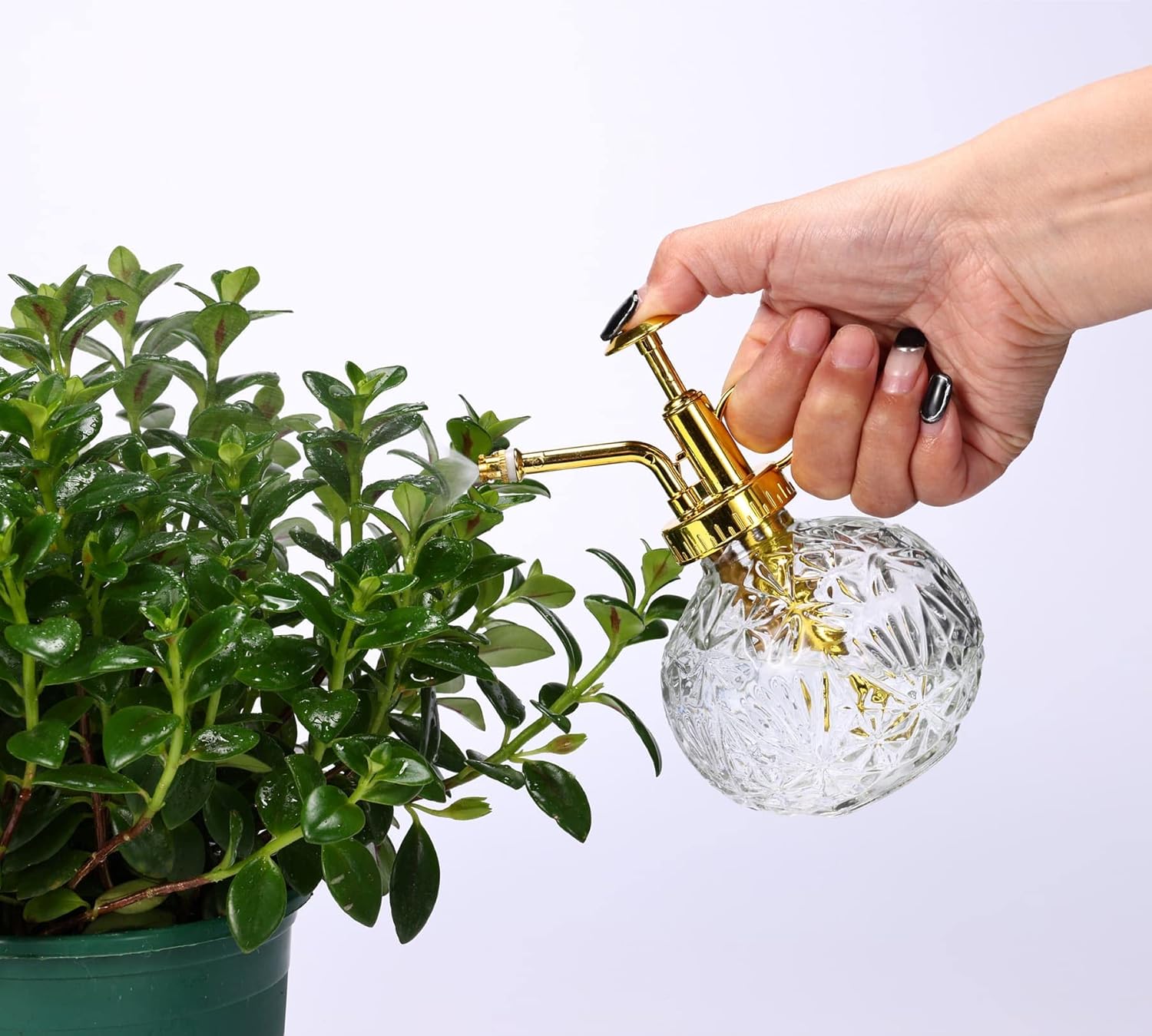 Bouteille de pulvérisation en verre transparent pour plantes, petit arrosoir avec pompe supérieure dorée, adaptée à l'intérieur et à l'extérieur - 5