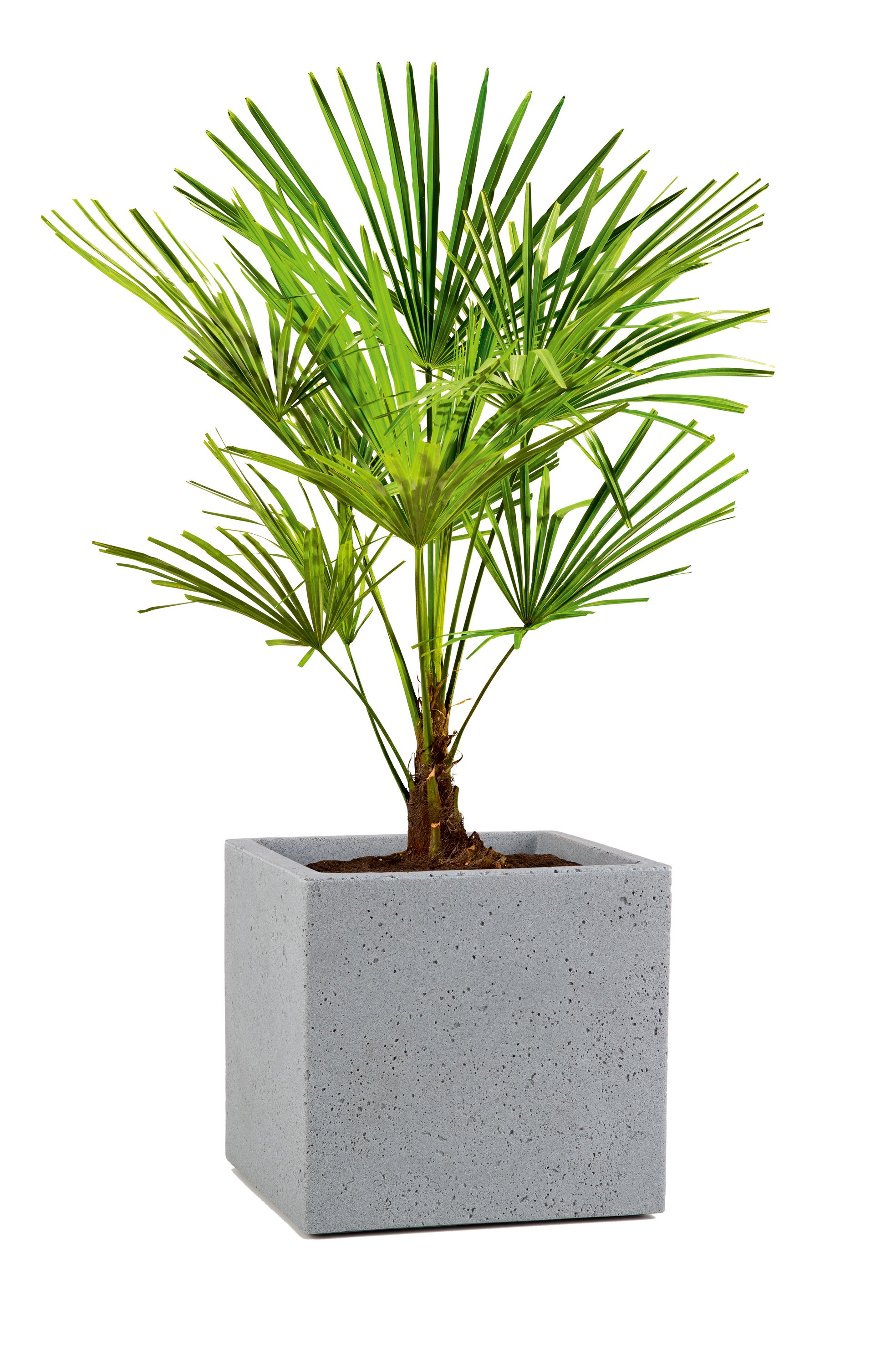 Scheurich C-Cube 40, bac à plantes/pot à fleurs/jardinière, carré, coloris: Stony Grey, fabriqué avec du plastique recyclé, pour l’extérieur - 2