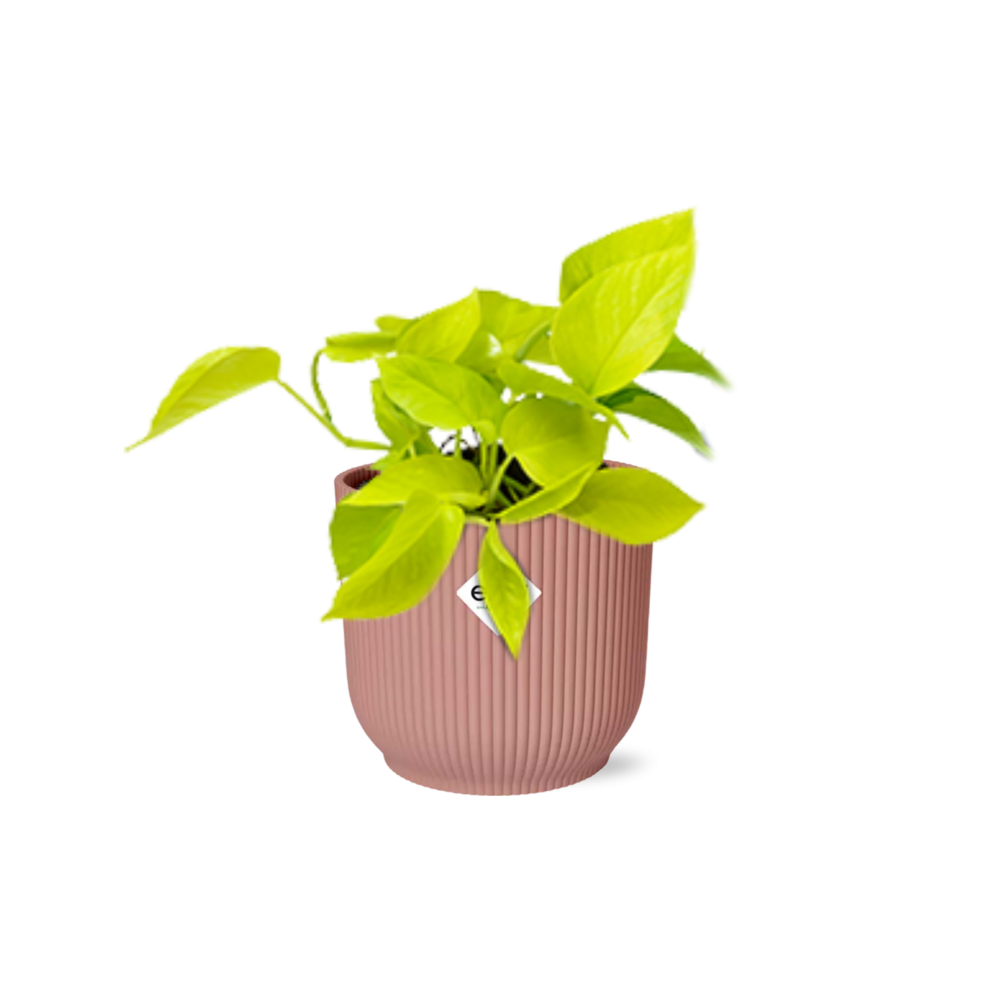 Epipremnum Pinnatum Golden Pothos - Roślina doniczkowa oczyszczająca powietrze - Doniczka ELHO Ø14cm Różowa