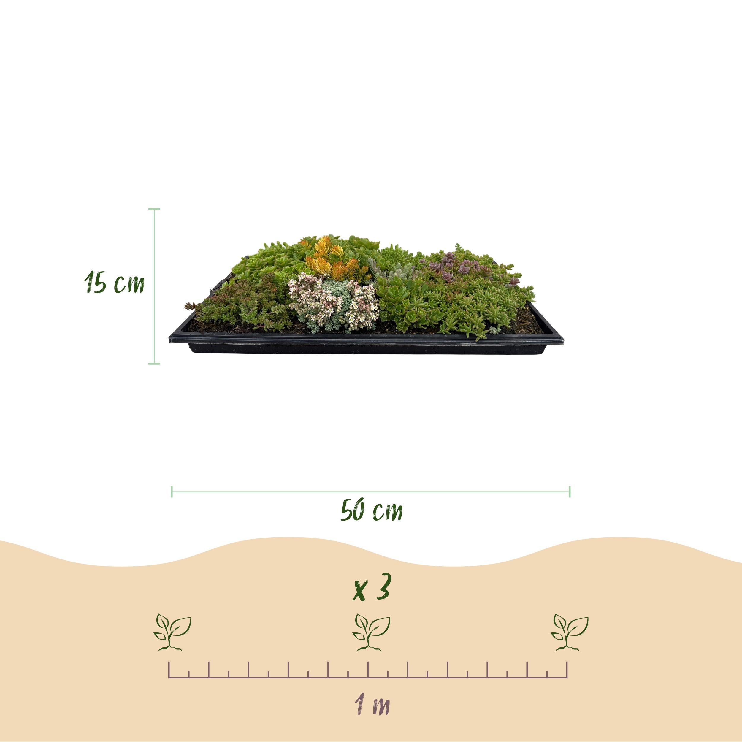 Tappeto di Sedum Resistenti – 10 varietà – 50x30 cm – X4 – Bassa Manutenzione per Giardino e Tetto - 3