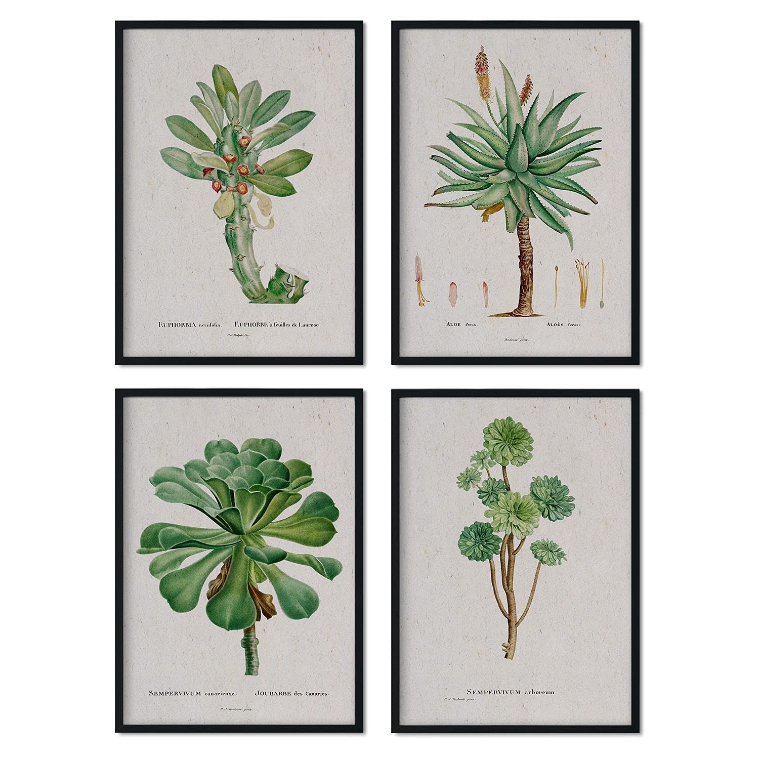 Pack de láminas suculentas. pósteres con ilustraciones en acuarela de pierre-joseph redoute. sin marco - a4