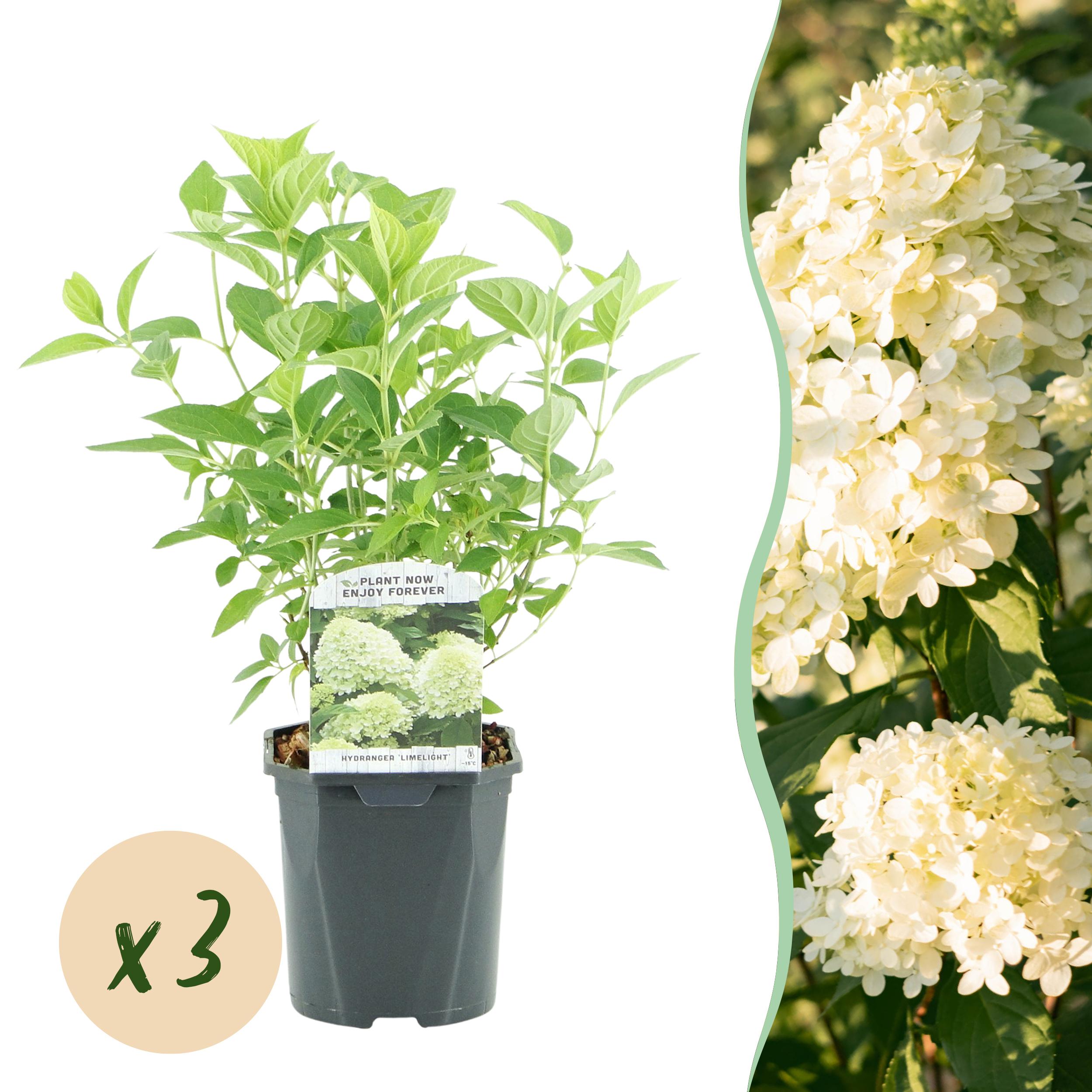 Green boutiQ – Hortensja Panniculata – Limelight – Kwiaty kremowe i limonkowe – 3 rośliny – Liściasta – Duże kwiaty – Doniczka 17 cm W50 cm