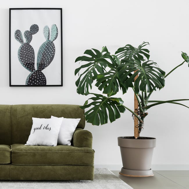 Relaxdays Canne Di Bambù 40 Pezzi, 105 Cm - Sostegno Per Piante Rampicanti, Pomodori, Fagioli, Decorativo - Foto 7