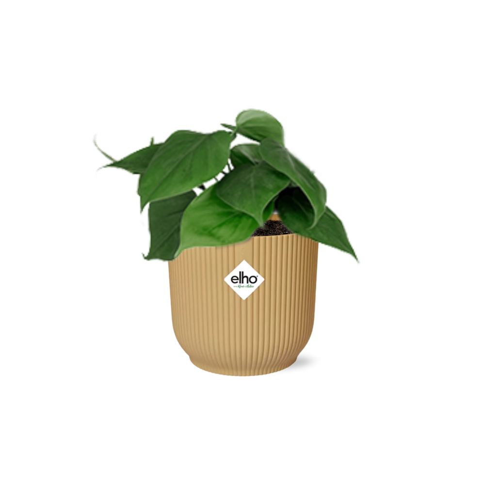 Philodendron Scandens 14cm w doniczce ELHO Vibes Fold żółtej – Pnąca roślina doniczkowa z błyszczącymi liśćmi i oczyszczająca powietrze