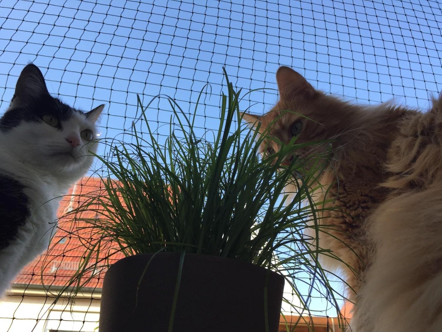 Filet de Protection pour Chat, 10x3m, Renforcé, Résistant aux Intempéries, Sécurise Balcon, Fenêtres et Terrasses - 6