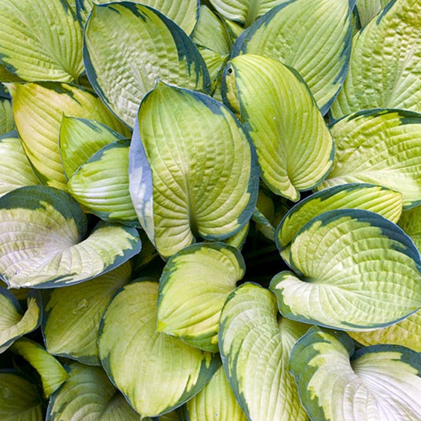 6 x Hosta - Hosta 'Gold Standard' - godet 9x9 cm | Leroy Merlin
