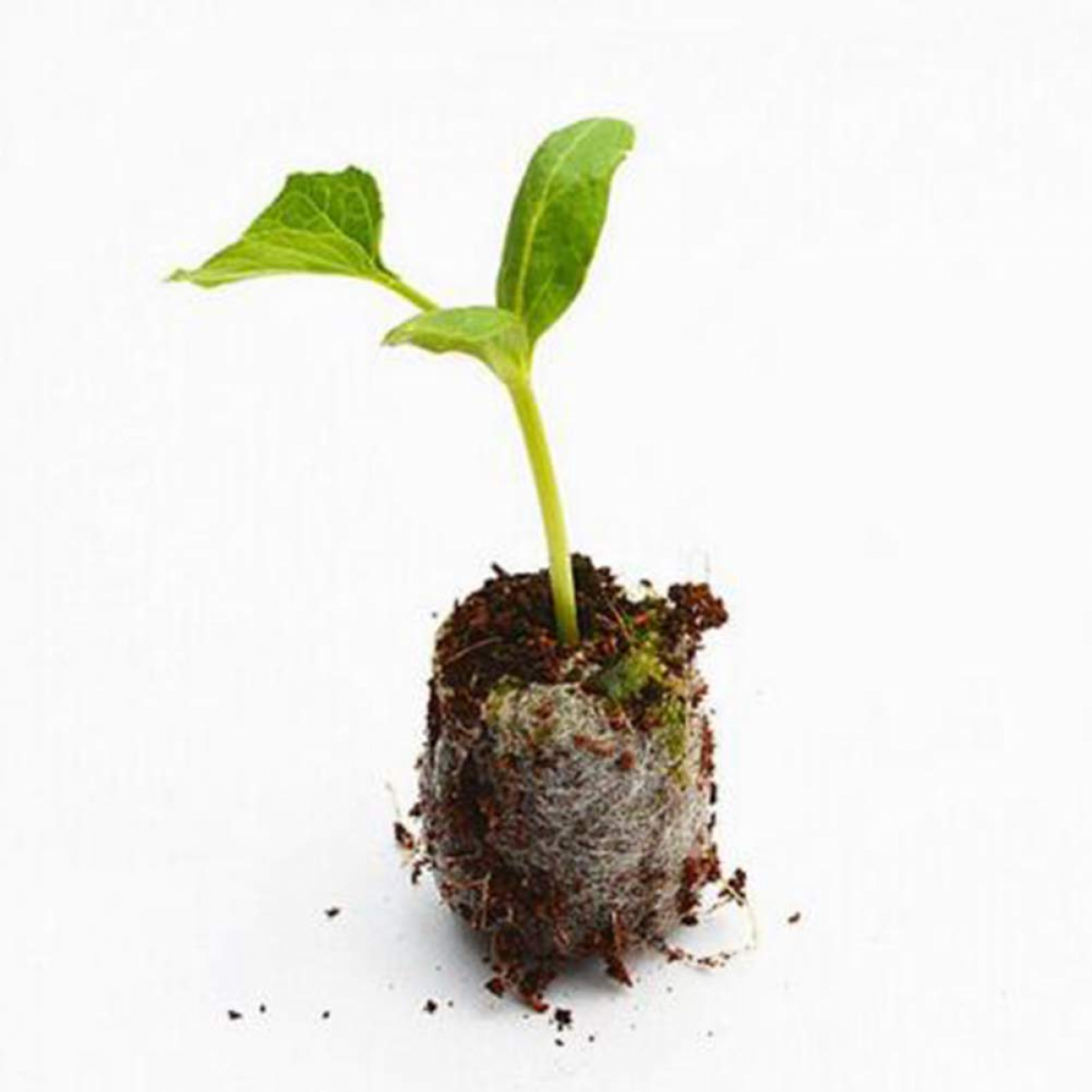 Lot de 10 blocs nutritifs pour semis de 3 cm, terreau de culture pressé pour plantes, noix de coco, semis, boue comprimée, fournitures de jardinage - 3