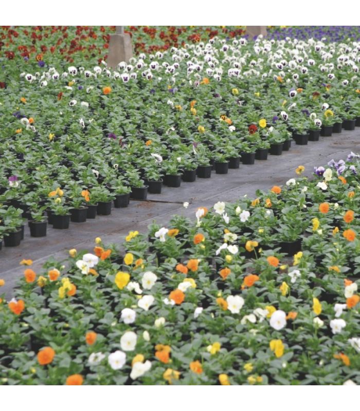 Terreau pour plantes vertes et fleurs Flori Horticole 70L, structure fine - Florivert NEG01644 - 2