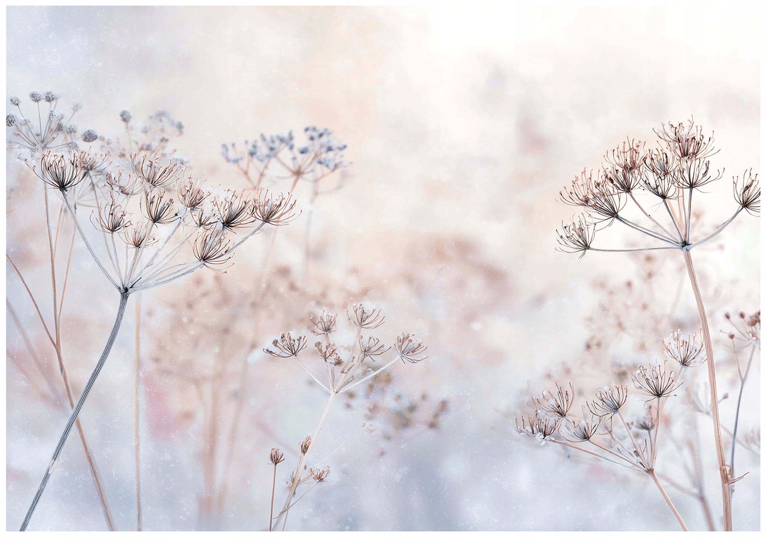 Fototapeta Kwiaty Boho Pastelowy 300x210 cm Tapeta Do Sypialni Salonu Kuchni Na Flizelinie