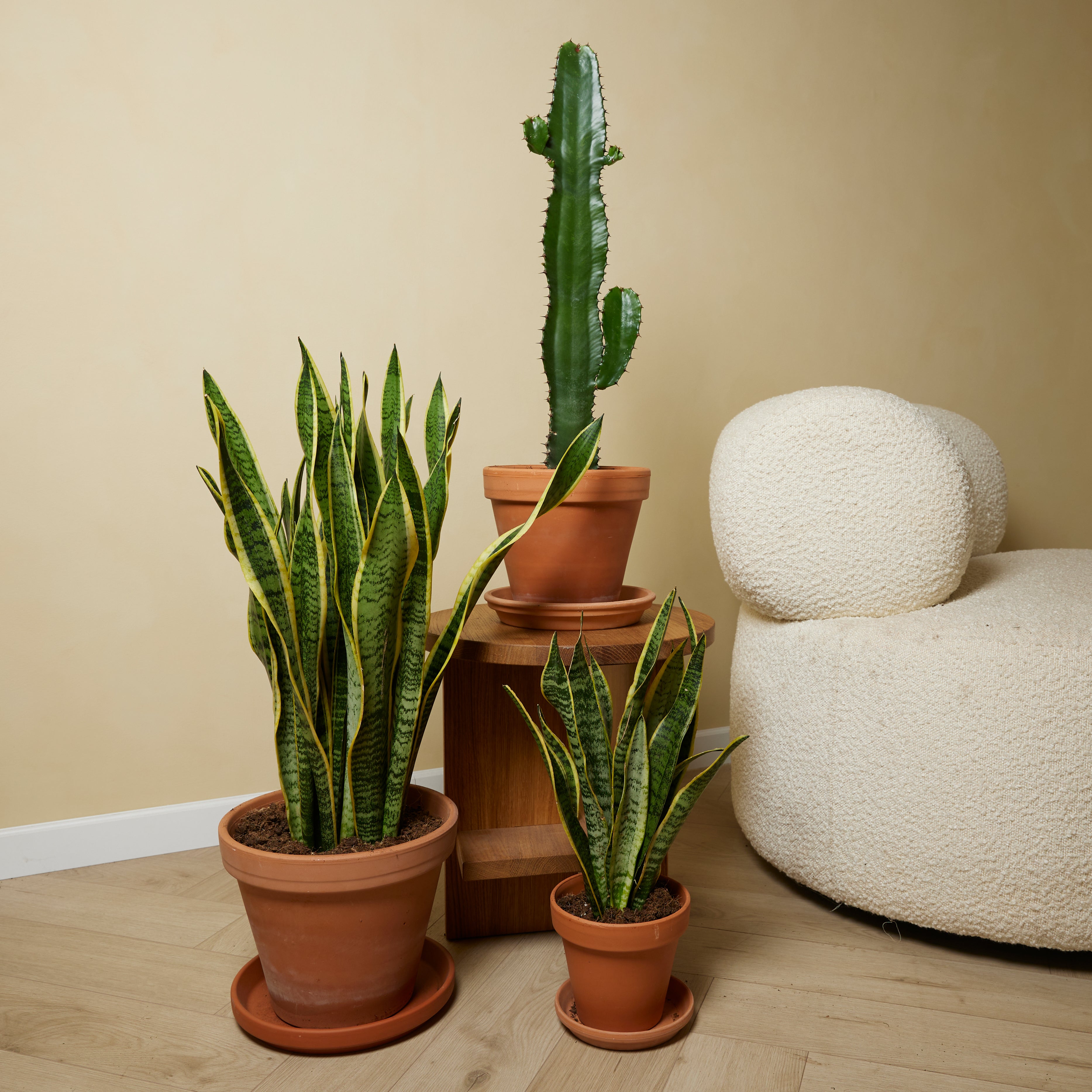 Lot de 2 - Euphorbia Acrurensis - Euphorbe - Cactus - Plantes d'intérieur - H. 60-70 cm - P. 17 cm - 4