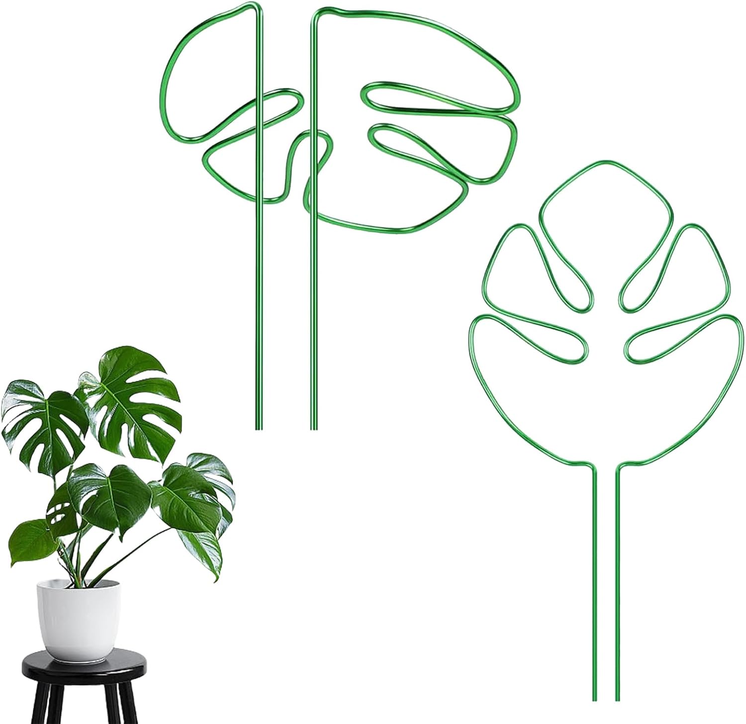split leaf philodendron monstera deliciosa Monstera Plant, Split Leaf Philodendron For Sale & Care Tips main image 0