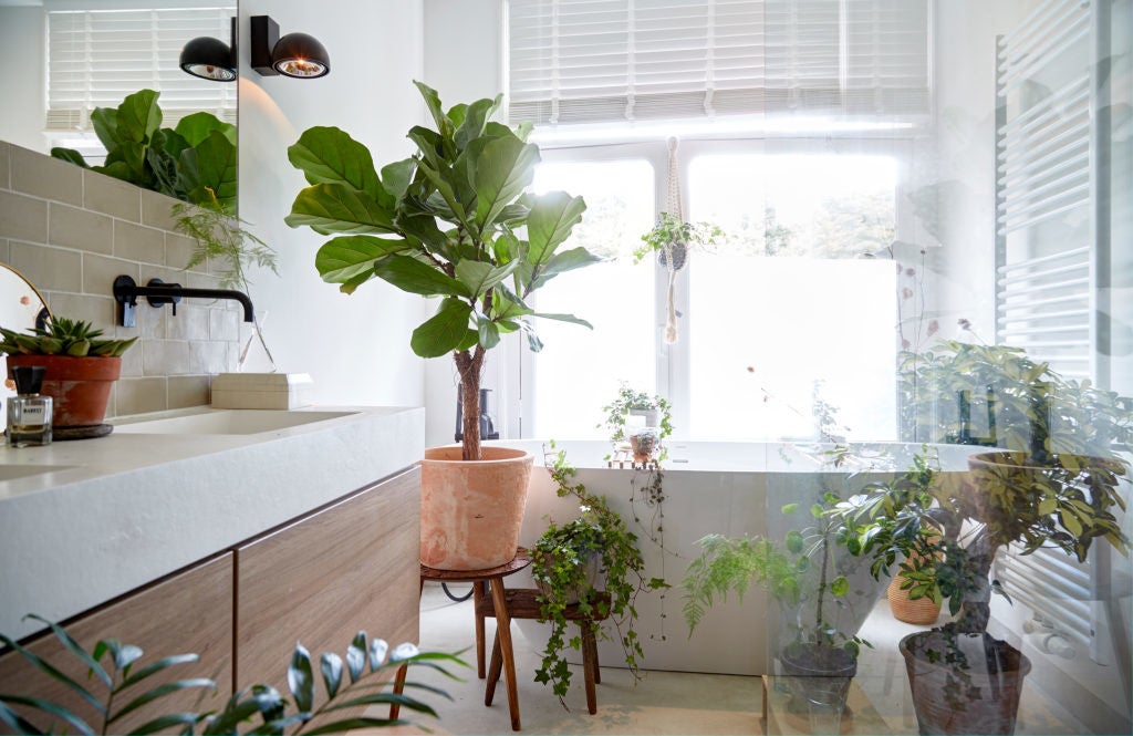 Ficus Lyrata - Figuier lyre - Plante d’intérieur - Dépolluante - 50-60 cm de haut - Pot 17 cm - 2