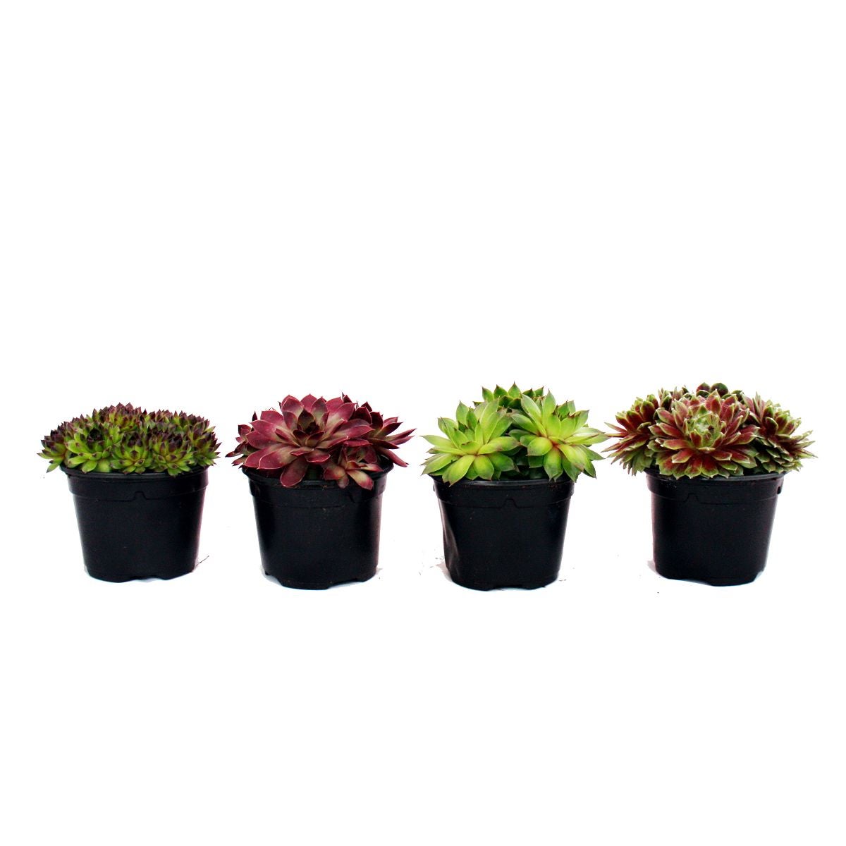 Semprevivo - set di 4 diverse varietà di Sempervivum - 3