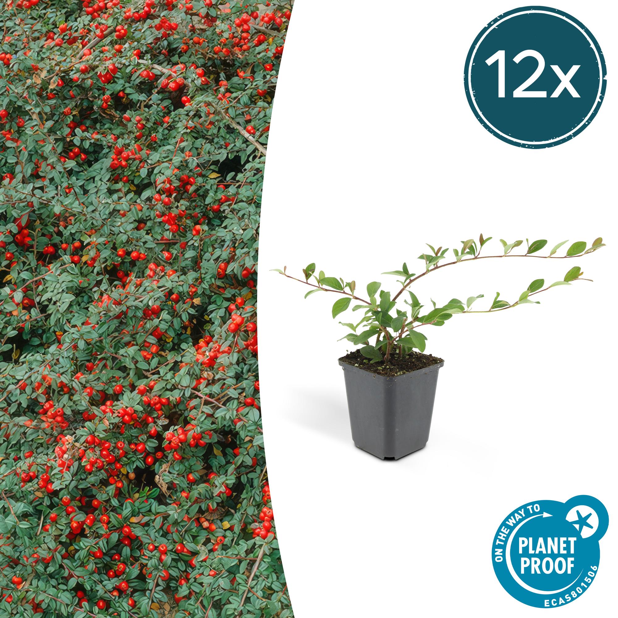 12x roślina irga dammeri - ↕10-25cm - Ø9cm – MOSELOTA zielona