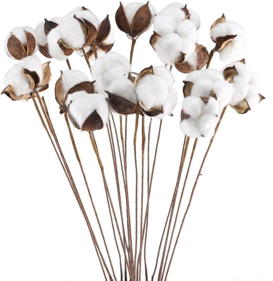 Tiges de coton séchées naturelles, bouquet décor ferme, arrangement floral DIY déco maison fête, lot de 20. - 3