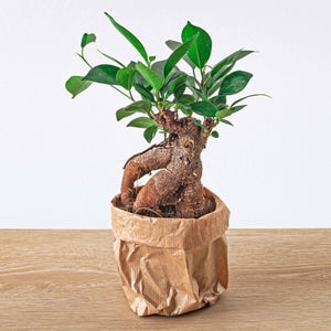Doniczki do bonsai | Leroy Merlin