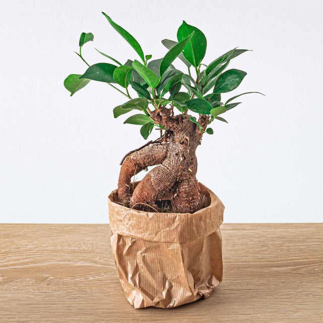 Bonsai Ficus microcarpa Ginseng - Vaso 9 cm - Pianta da interno decorativa