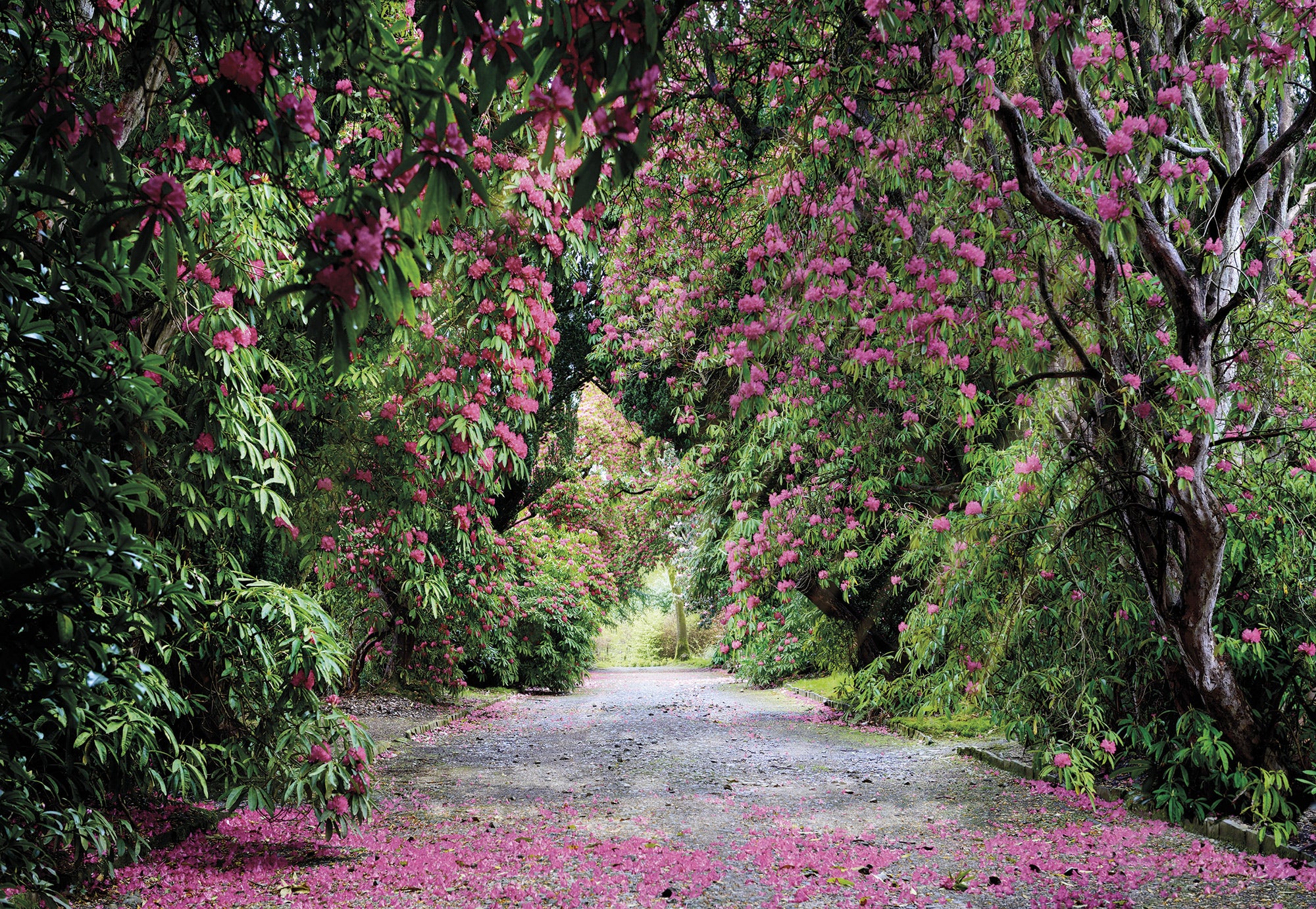 Fotomural paisaje verde y rosa - 368 x 254 cm - sanders & sanders