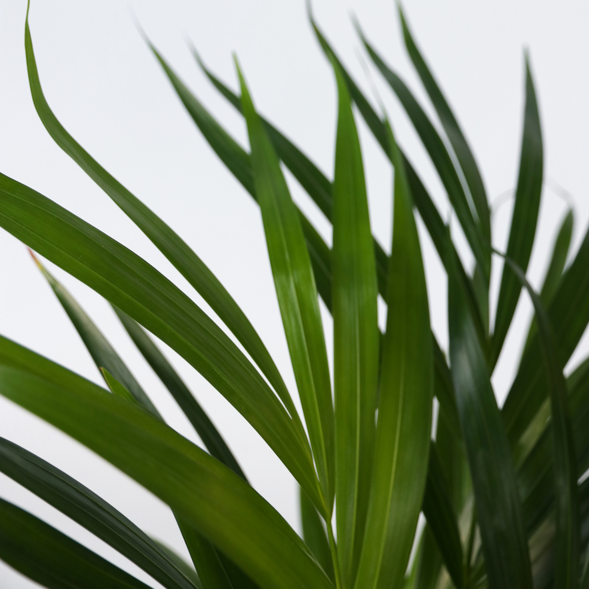 Palmier areca - Dypsis lutescens - Hauteur 60-70cm - ⌀17cm - 4