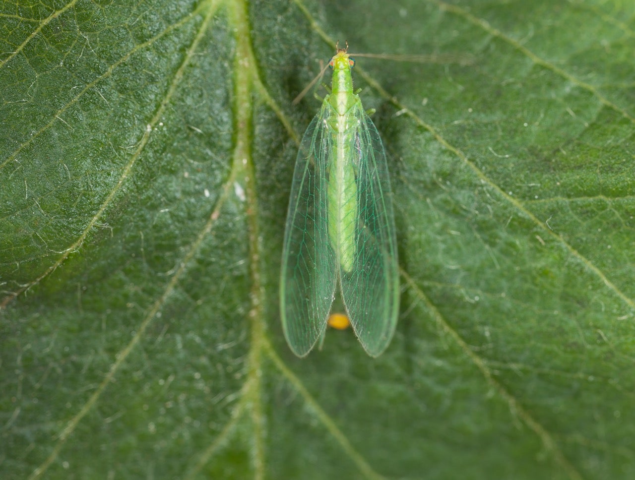 Chrysope 300 oeufs - 3
