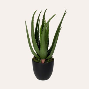 Pianta aloe vera al miglior prezzo | Leroy Merlin