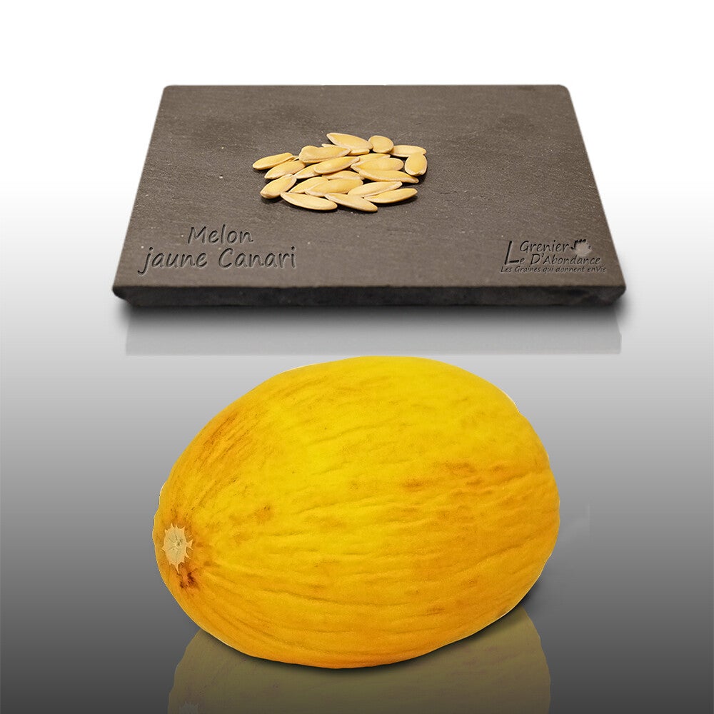 Graines De Melon De Cavaillon – 20 Semences Pour Cultiver Des Melons Sucrés Et Juteux Dans Ton Jardin